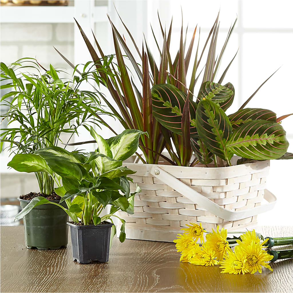 Florist Designed Blooming and Green Plants in a Basket – DAWN'S FLOWER PATCH, Lake Wales FL