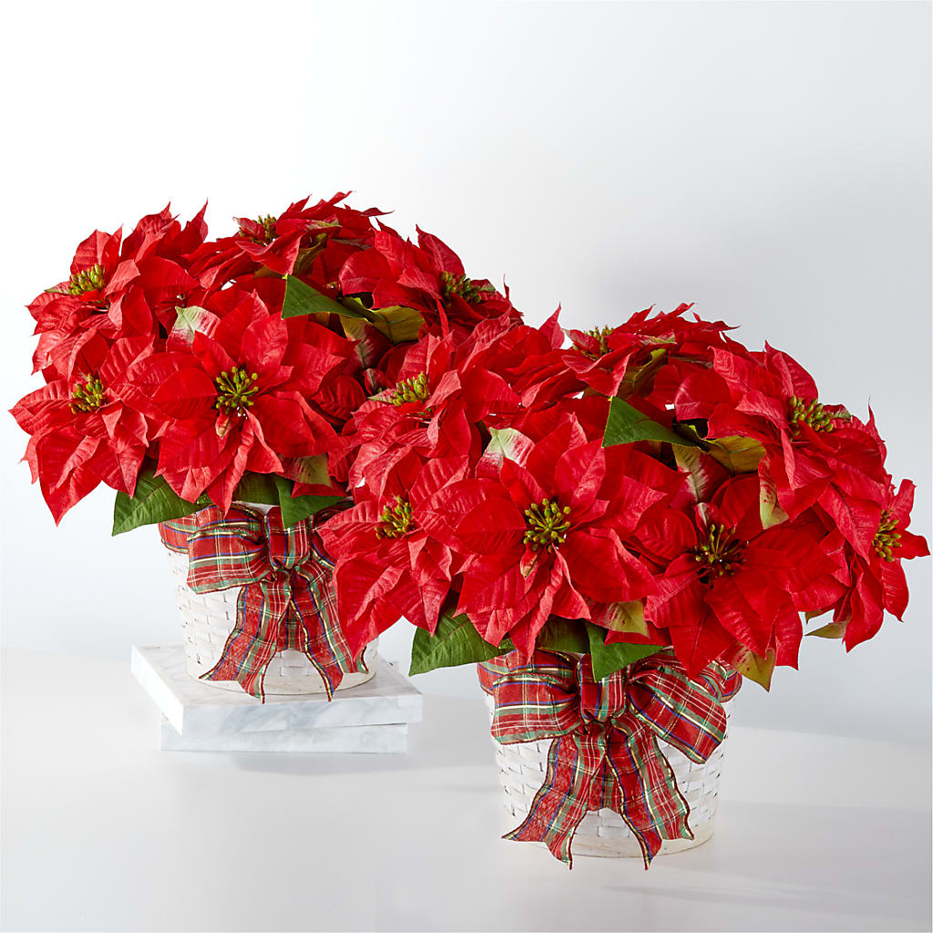 Happiest Holidays Poinsettia Bundle – DAWN'S FLOWER PATCH, Lake Wales FL