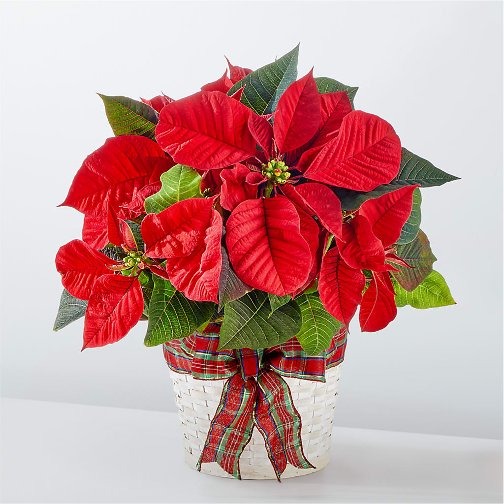Happiest Holidays Poinsettia – DAWN'S FLOWER PATCH, Lake Wales FL