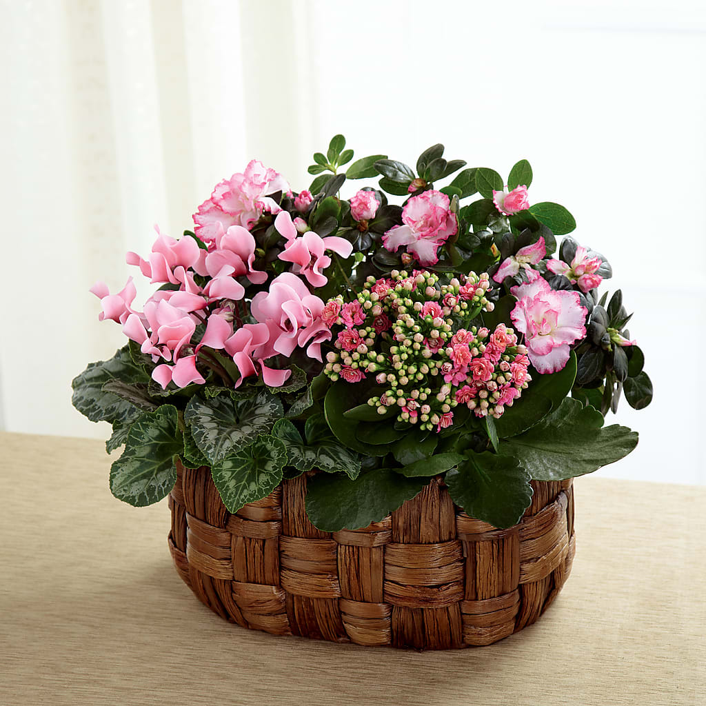 Pink Assortment – DAWN'S FLOWER PATCH, Lake Wales FL