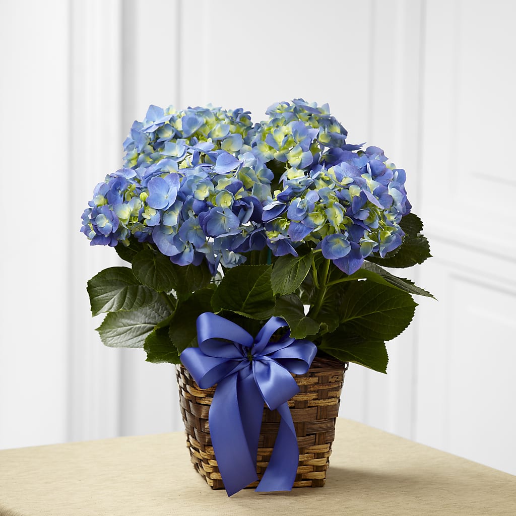 Blue Hydrangea Planter – DAWN'S FLOWER PATCH, Lake Wales FL