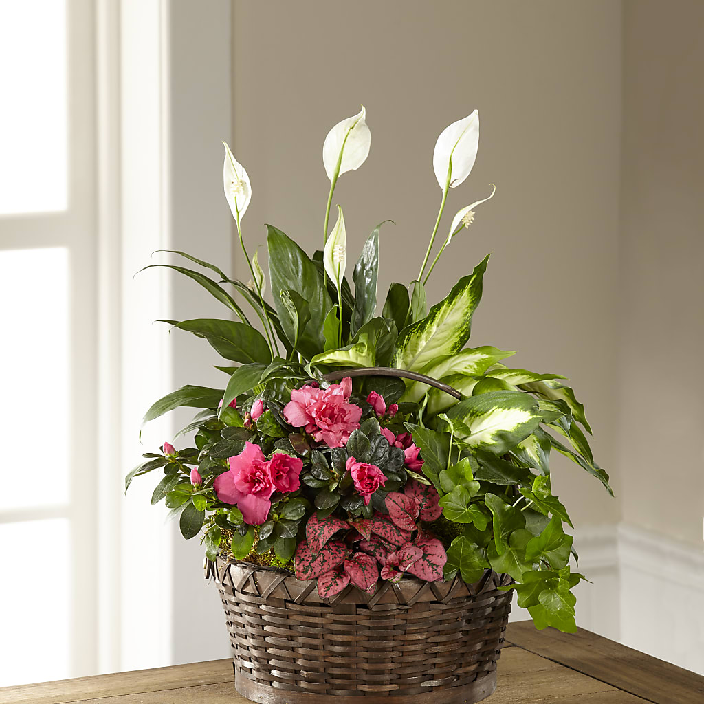 Dream in Pink Dishgarden – DAWN'S FLOWER PATCH, Lake Wales FL