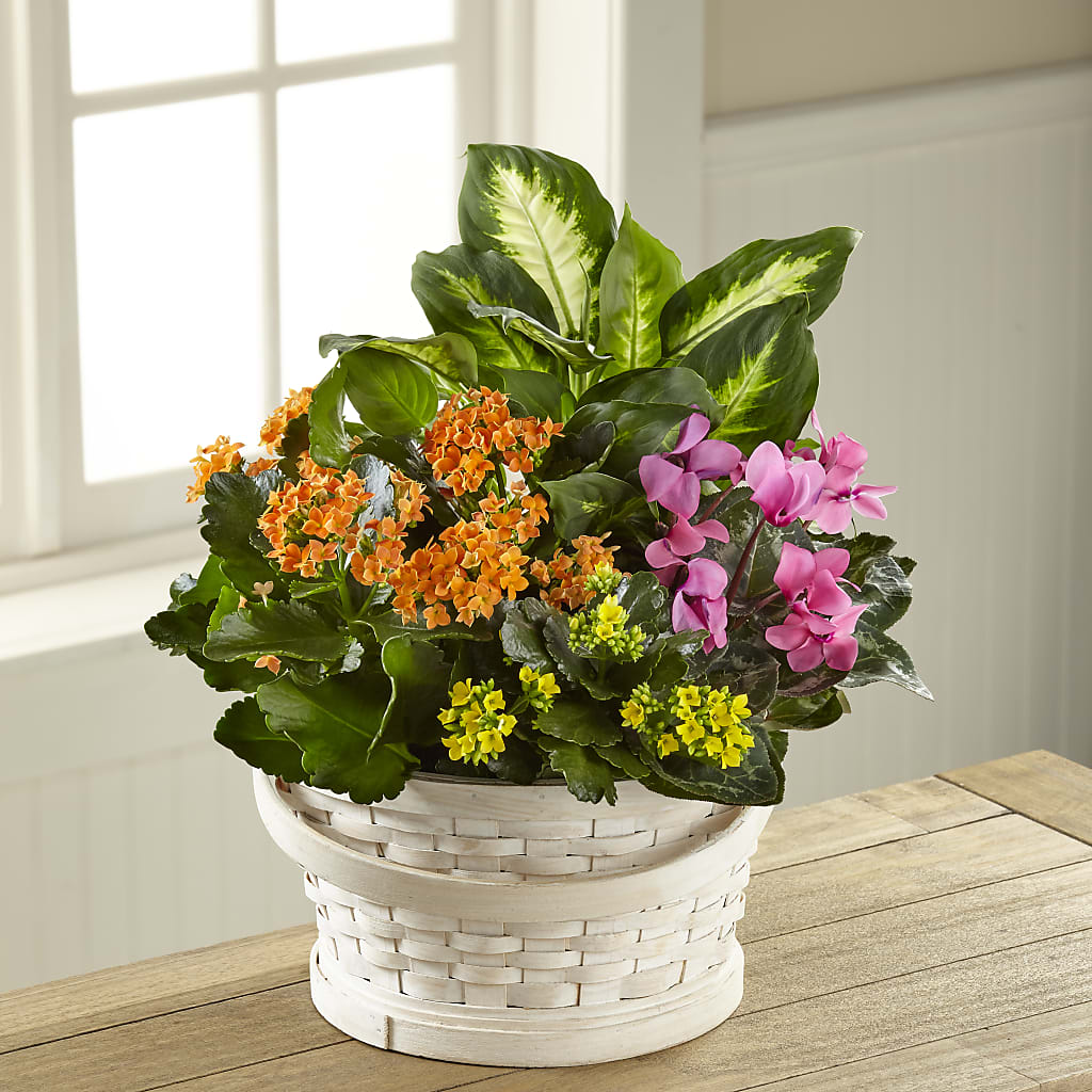 Color Crush Dishgarden – DAWN'S FLOWER PATCH, Lake Wales FL