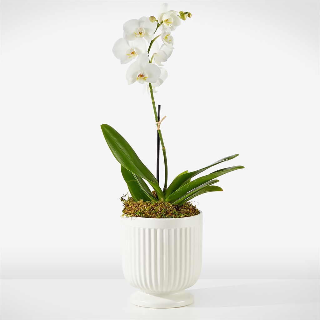 Whispering White Orchid – DAWN'S FLOWER PATCH, Lake Wales FL