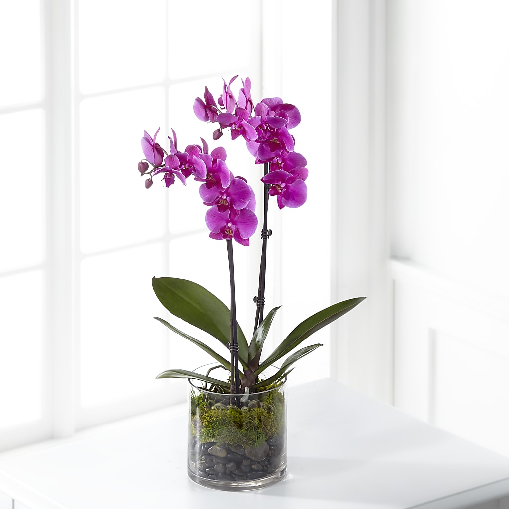 Pink Orchid Plant – DAWN'S FLOWER PATCH, Lake Wales FL