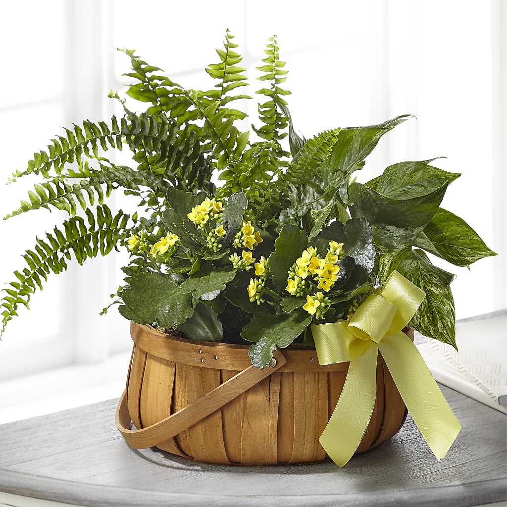 Always Dear Dishgarden – DAWN'S FLOWER PATCH, Lake Wales FL