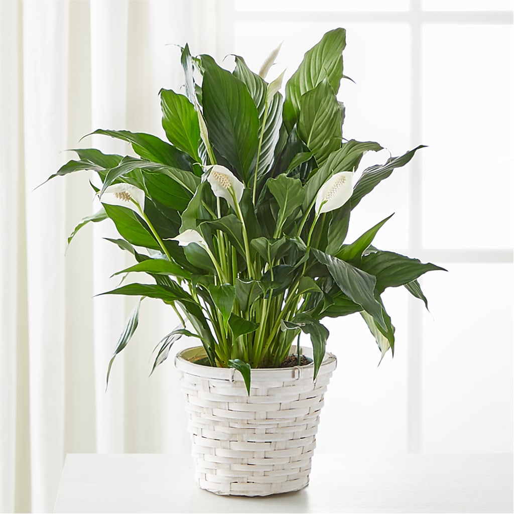 A New Leaf Peace Lily – DAWN'S FLOWER PATCH, Lake Wales FL