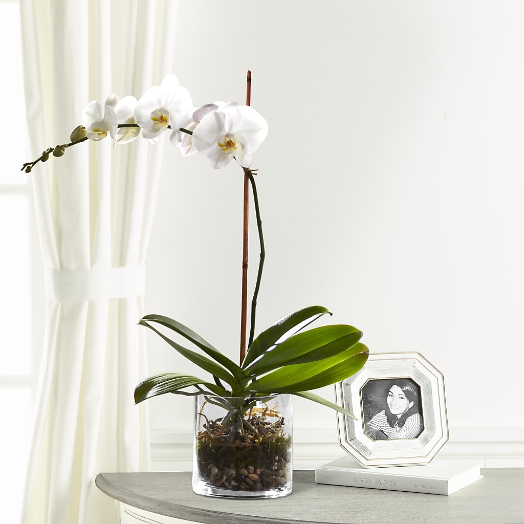 White Orchid Planter – DAWN'S FLOWER PATCH, Lake Wales FL