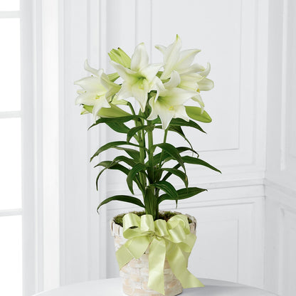 Easter Lily Plant – DAWN'S FLOWER PATCH, Lake Wales FL