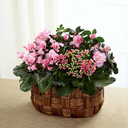 Pink Assortment – DAWN'S FLOWER PATCH, Lake Wales FL