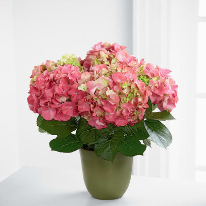 Pink Hydrangea Planter – DAWN'S FLOWER PATCH, Lake Wales FL