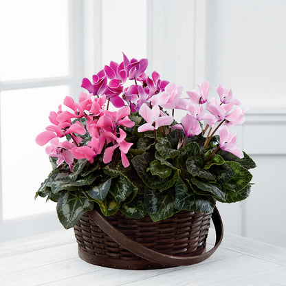 Mixed Cyclamen Planter – DAWN'S FLOWER PATCH, Lake Wales FL