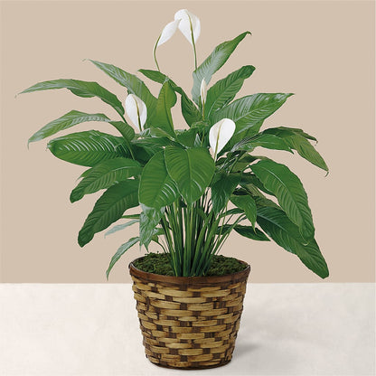 Tranquil Moments Peace Lily Plant – DAWN'S FLOWER PATCH, Lake Wales FL