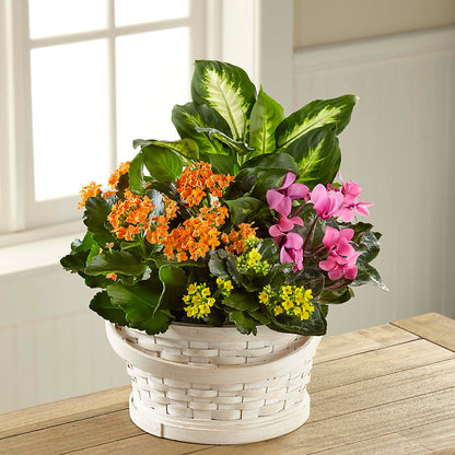 Color Crush Dishgarden – DAWN'S FLOWER PATCH, Lake Wales FL