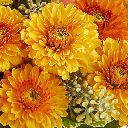 Peachy Pumpkin – DAWN'S FLOWER PATCH, Lake Wales FL