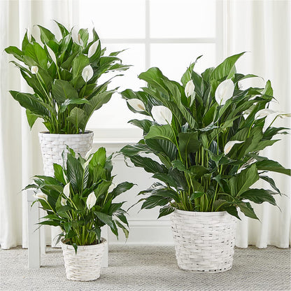 A New Leaf Peace Lily – DAWN'S FLOWER PATCH, Lake Wales FL