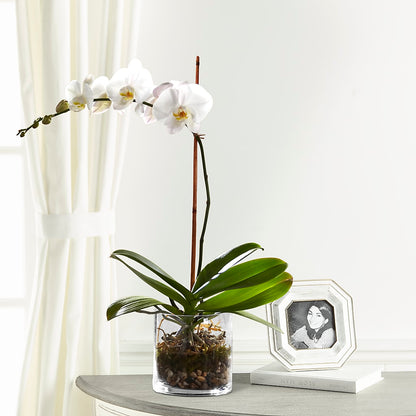 White Orchid Planter – DAWN'S FLOWER PATCH, Lake Wales FL