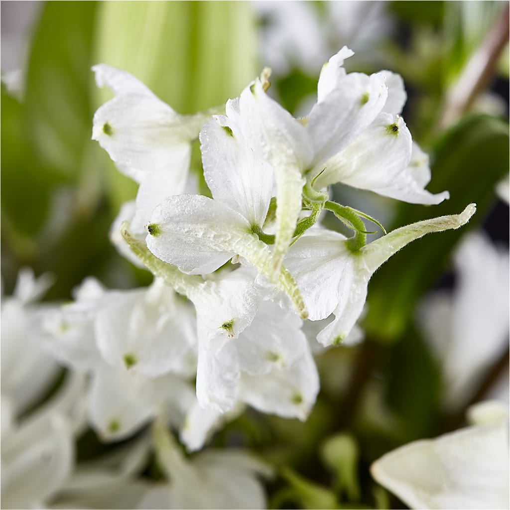 Classic Ivory – A Florist Original – DAWN'S FLOWER PATCH, Lake Wales FL